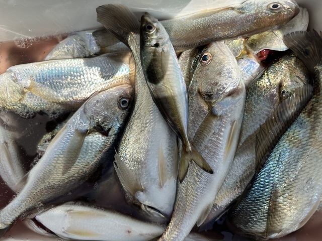 アジ(マアジ)・イシモチ(シログチ)