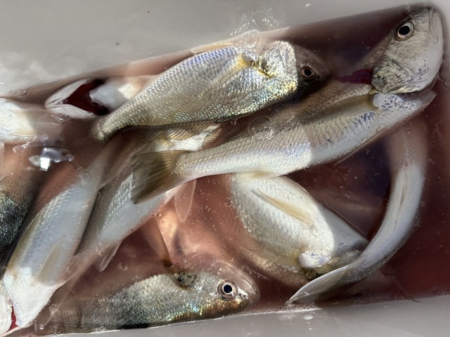 イシモチ(シログチ)