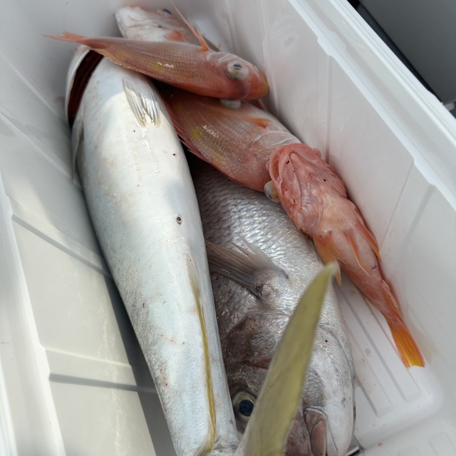 ブリ・ウッカリカサゴ