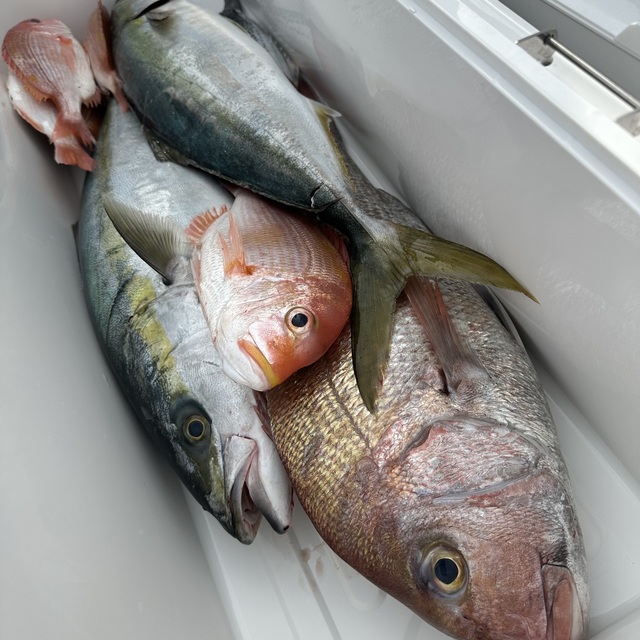 マダイ・レンコダイ(キダイ)・ブリ