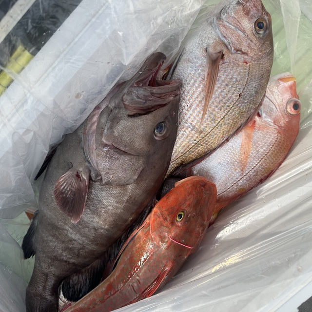 レンコダイ(キダイ)・マハタ・ホウボウ