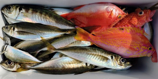 アジ(マアジ)・カンコ(ウッカリカサゴ)