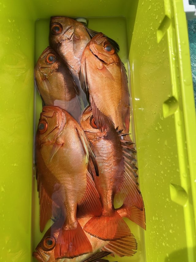 チカメキントキ