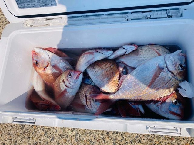 ハナダイ(チダイ)