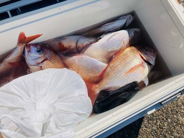 ハナダイ(チダイ)