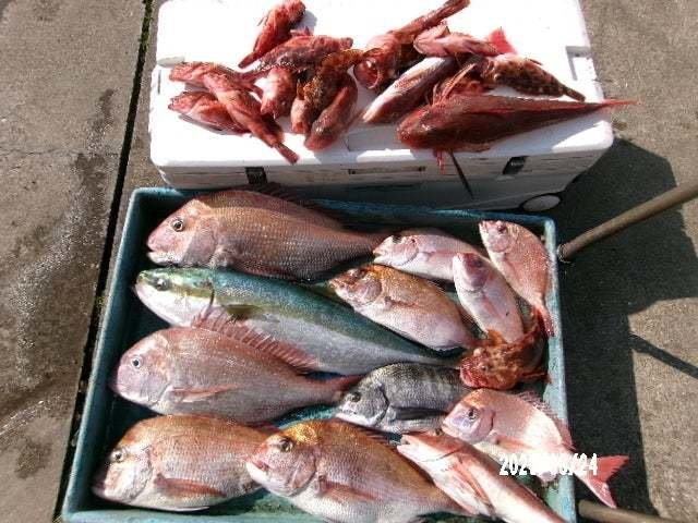 マダイ・クロダイ・ワラサ(ブリ)・カサゴ・ホウボウ