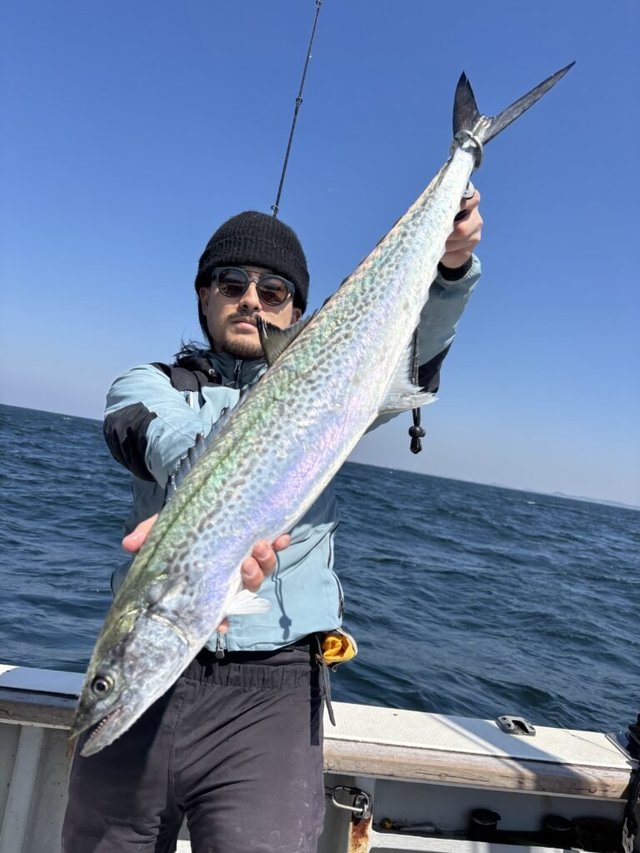 サゴシ(サワラ)