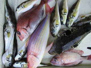 マダイ・イトヨリ(イトヨリダイ)・トラフグ・サバフグ(シロサバフグ)