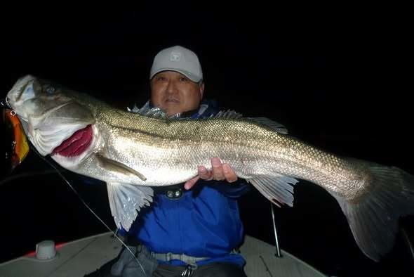 シーバス(スズキ)