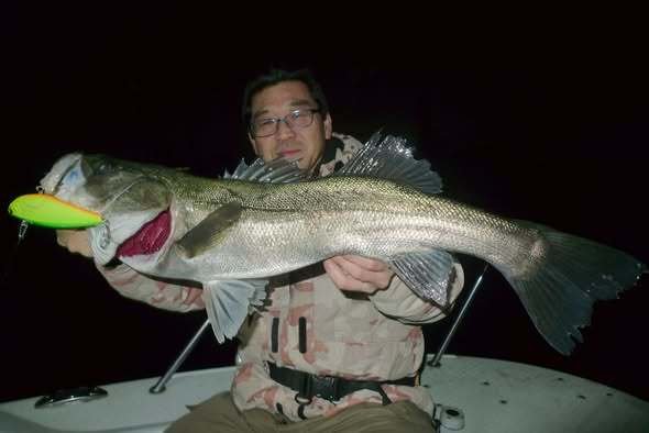 シーバス(スズキ)