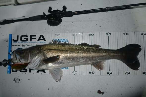 シーバス(スズキ)