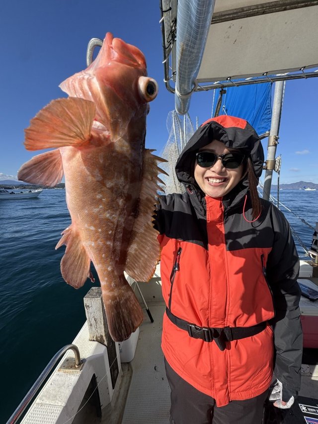 アコウ(キジハタ)