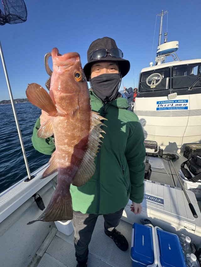 アコウ(キジハタ)