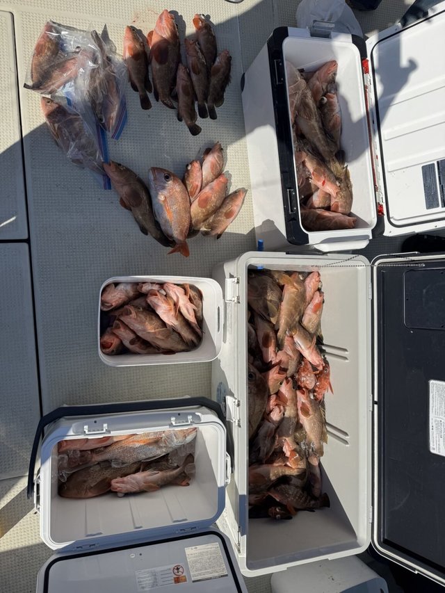 マダイ・アコウ(キジハタ)