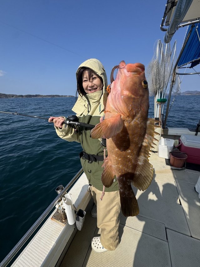 アコウ(キジハタ)