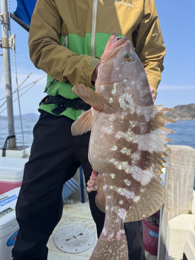 アコウ(キジハタ)