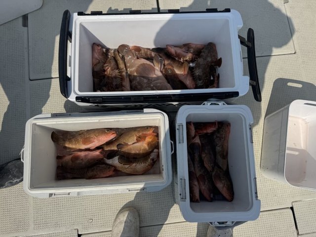 アコウ(キジハタ)