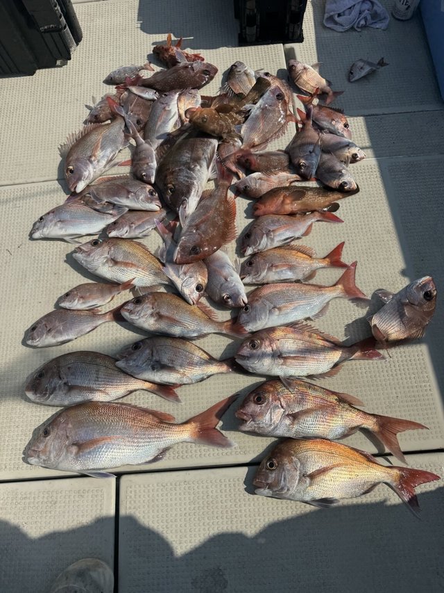 マダイ・アコウ(キジハタ)