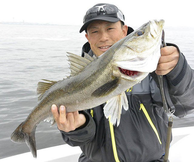 シーバス(スズキ)