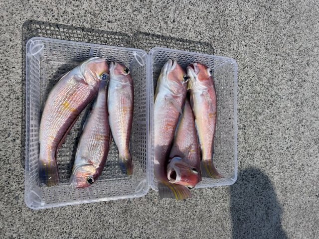 アマダイ(アカアマダイ)