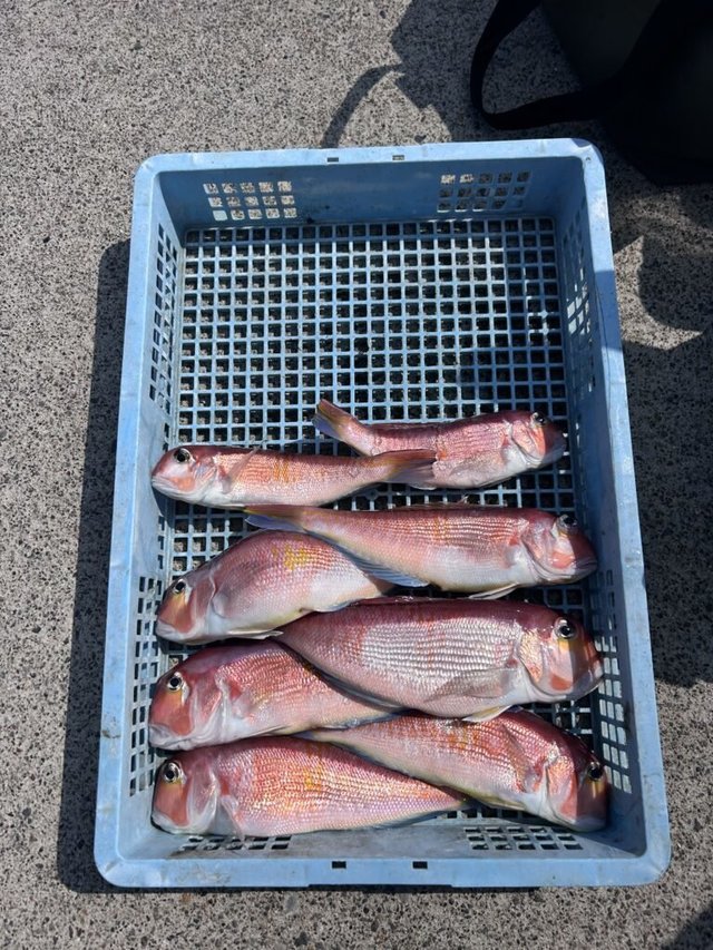 アマダイ(アカアマダイ)