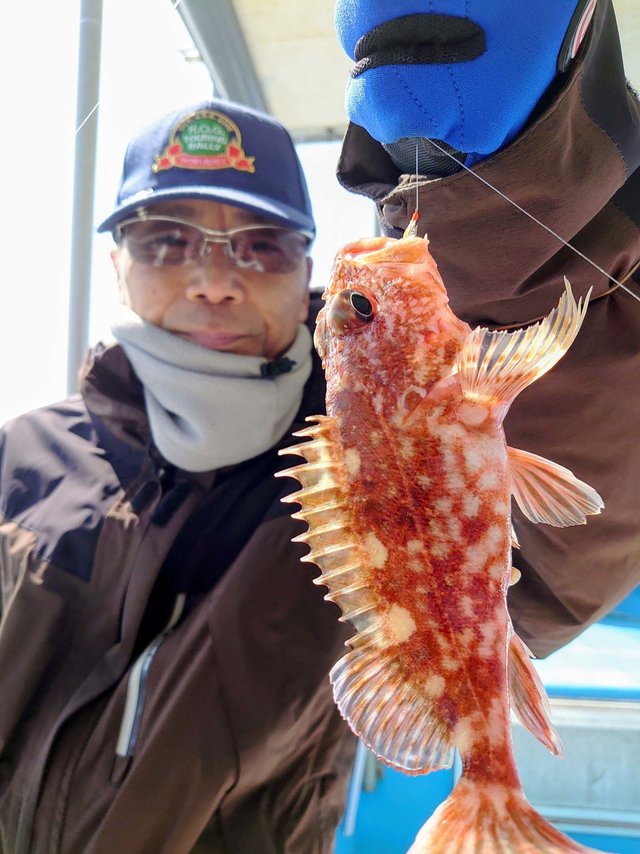 ガシラ(カサゴ)