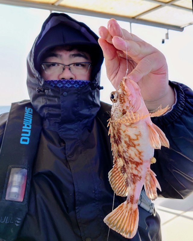 ガシラ(カサゴ)