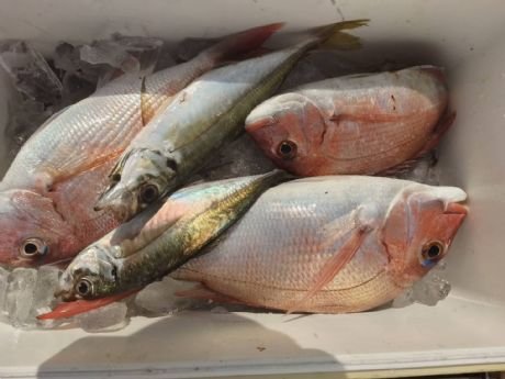 マダイ・アジ(マアジ)