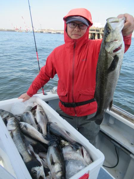 シーバス(スズキ)