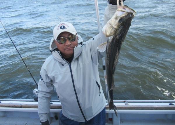 シーバス(スズキ)