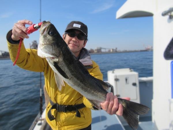 シーバス(スズキ)