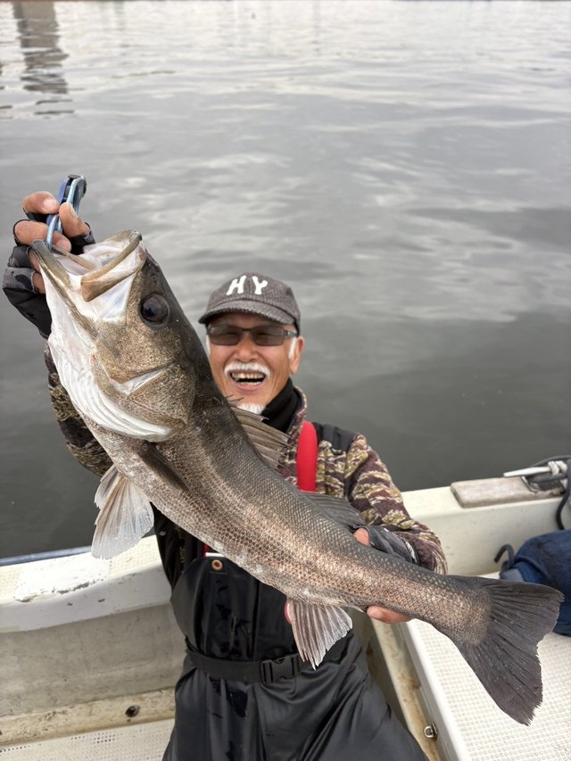 シーバス(スズキ)