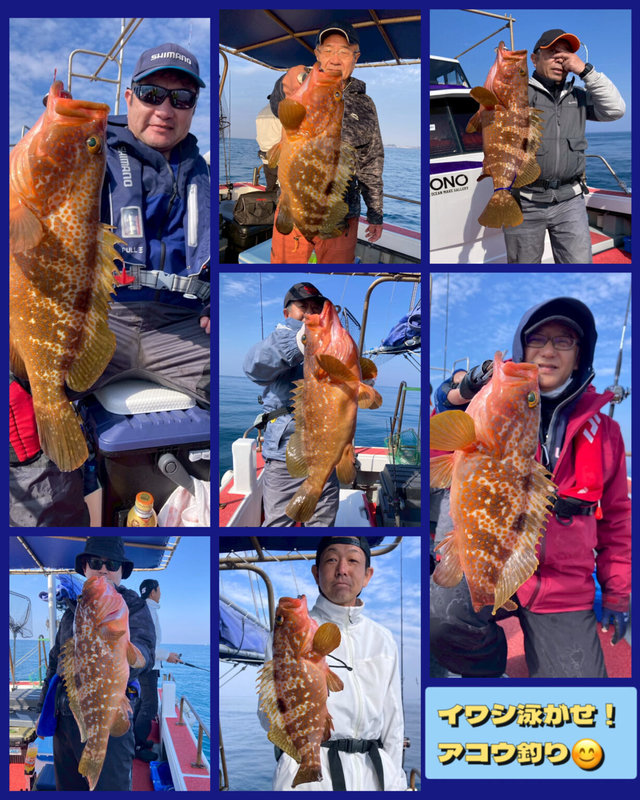 アコウ(キジハタ)