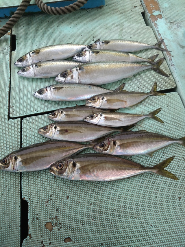 アジ(マアジ)・サバ(マサバ)