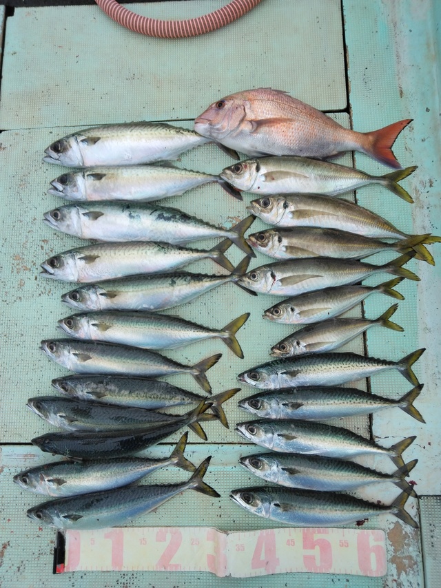 マダイ・マアジ・マサバ