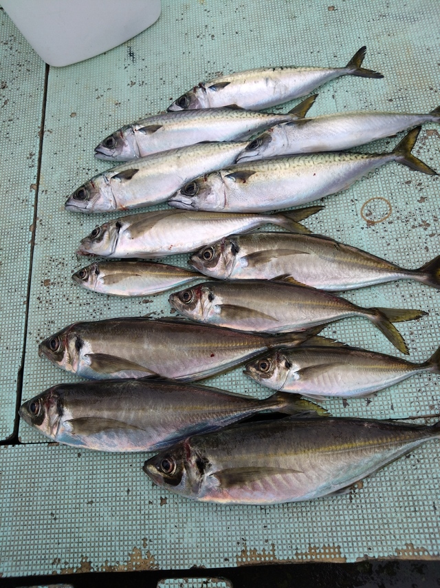 アジ(マアジ)・サバ(マサバ)