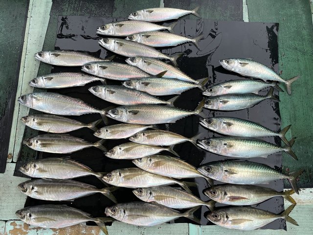 マアジ・マサバ