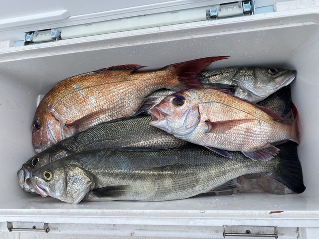 マダイ・スズキ