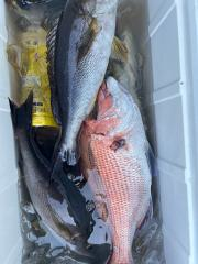 ハナダイ(チダイ)・イサキ