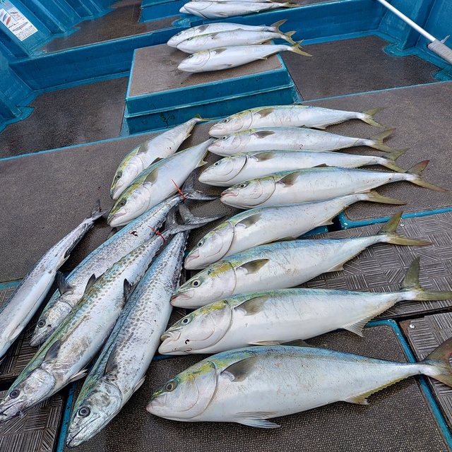 メジロ(ブリ)・サワラ