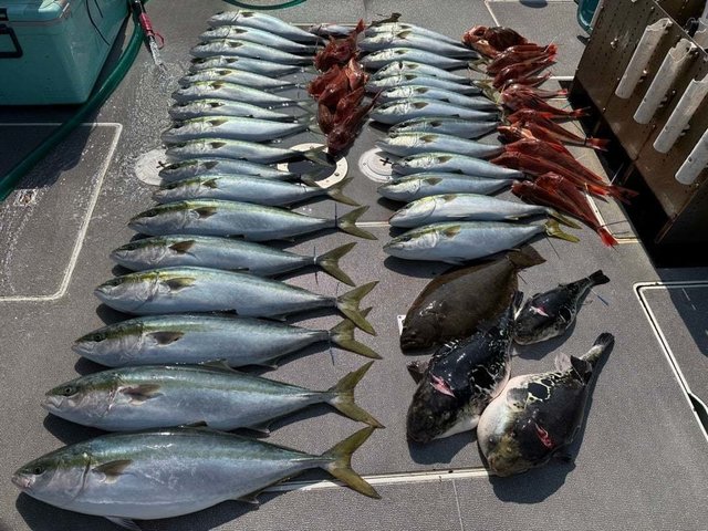 ハマチ(ブリ)・ホウボウ・ヒラメ・トラフグ