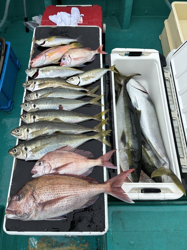 マダイ・マアジ・ブリ