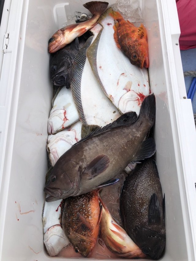 マハタ・ヒラメ