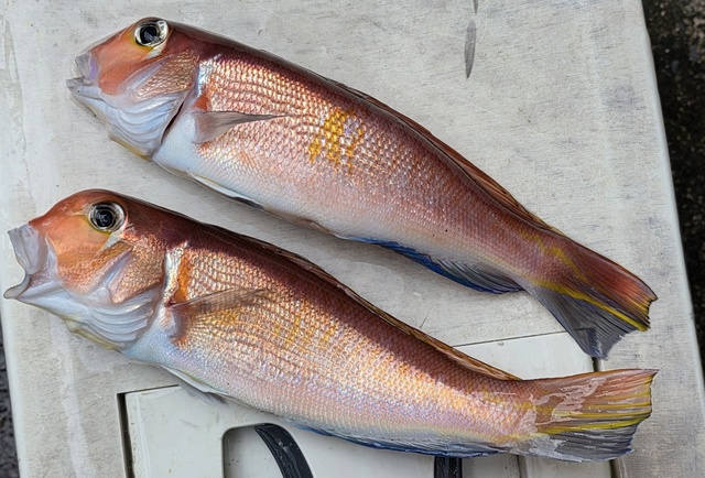 アマダイ(アカアマダイ)