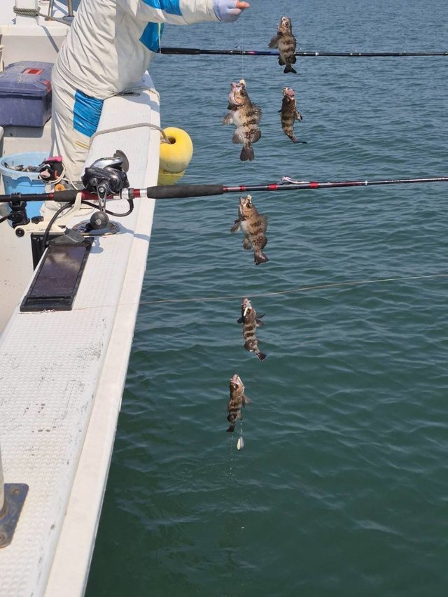 クロメバル(メバル)