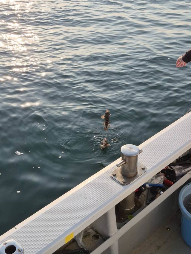 クロメバル(メバル)