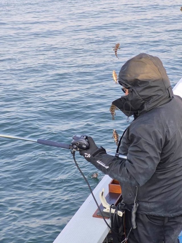 クロメバル(メバル)