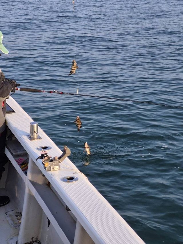 クロメバル(メバル)