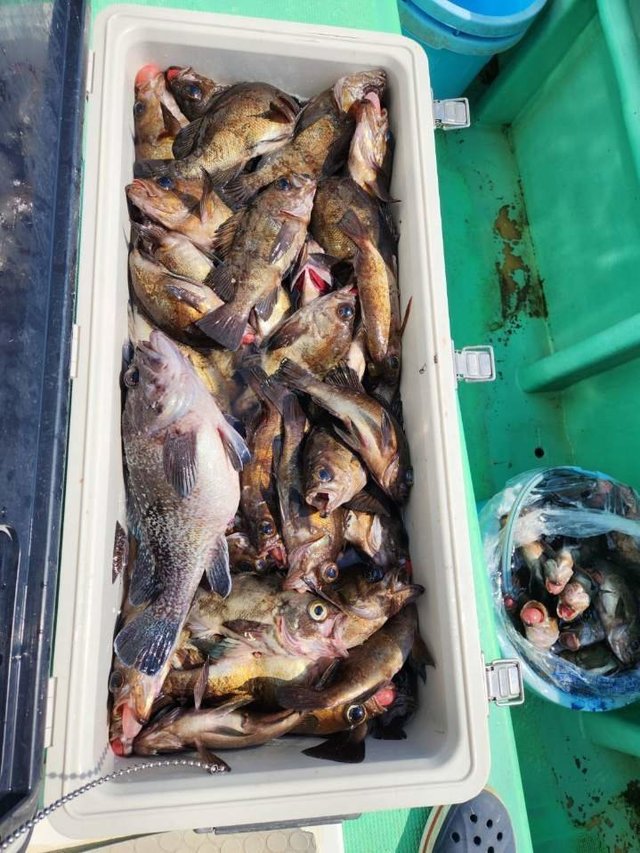 クロメバル(メバル)