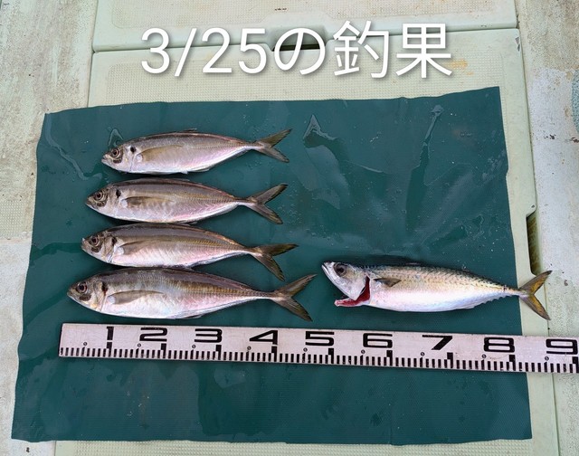 マアジ・マサバ